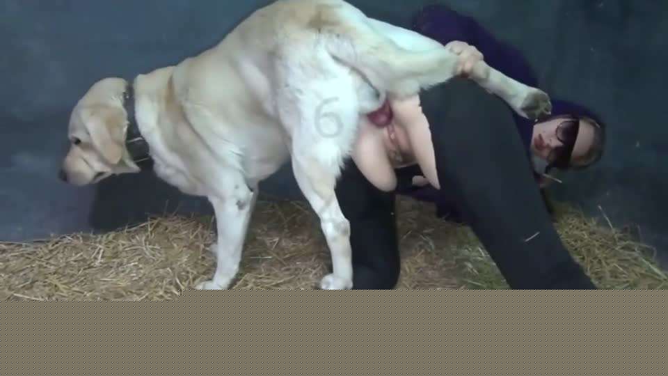 女人和猪pig狗dog